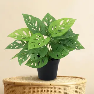 Kunstplant Monstera Monkey Leaf - 22cm - afbeelding 2