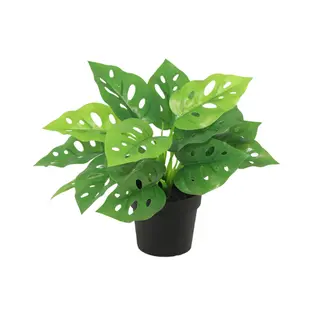 Kunstplant Monstera Monkey Leaf - 22cm