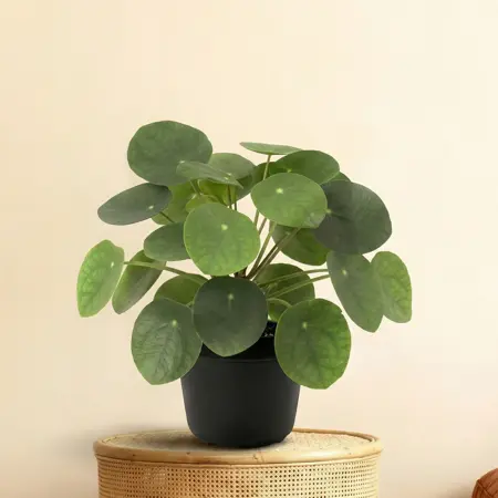 Kunstplant Pilea Peperomioides - 17cm - afbeelding 2