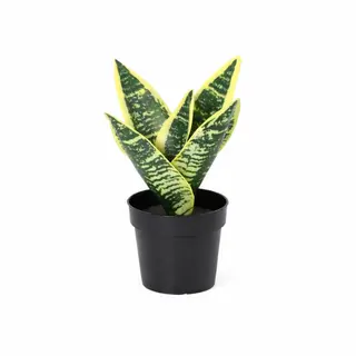Kunstplant Sanseveria - 21cm