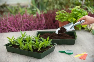 Kweekbakken 35x23.5x5.5cm Groen - 5 stuks - afbeelding 3