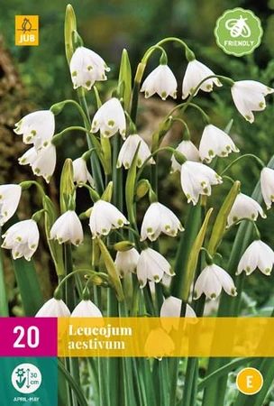 Leucojum Aestivum - 20 bloembollen