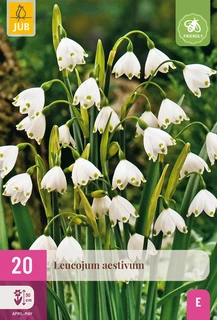 Leucojum Aestivum - 20 bloembollen
