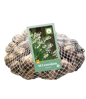 Leucojum Aestivum - 40 bloembollen - afbeelding 2