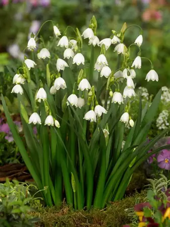 Leucojum Aestivum - 40 bloembollen - afbeelding 2