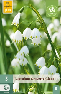 Leucojum Gravetye Giant - 3 bloembollen