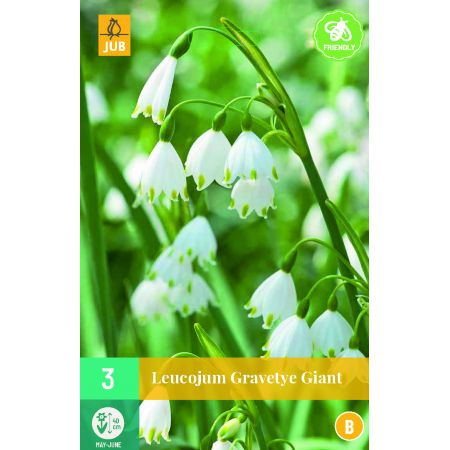 Leucojum Gravetye Giant - 3 bloembollen