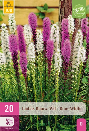 Liatris Blauw-wit 20st