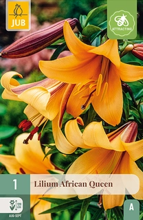 Lilium African Queen 1st