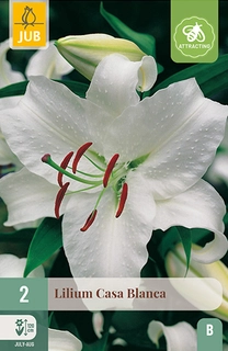 Lilium Casa Blanca 2st
