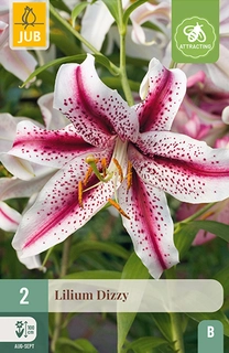 Lilium Dizzy 2st