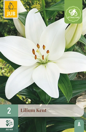 Lilium Kent 2st