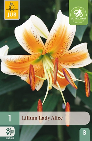 Lilium Lady Alice 1st