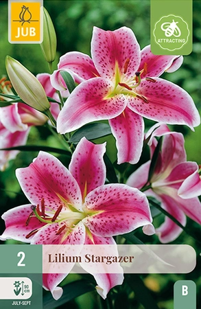 Lilium Stargazer 2st