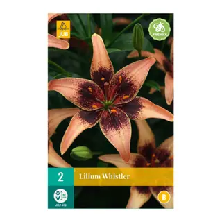Lilium Whistler 2st