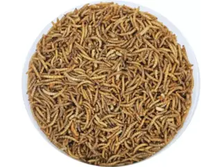 Meelwormen Emmer 4-seizoenen 2.5l - afbeelding 2