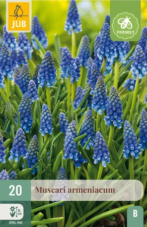 Muscari armeniacum - 20 bloembollen