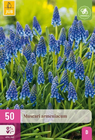 Muscari armeniacum - 50 bloembollen