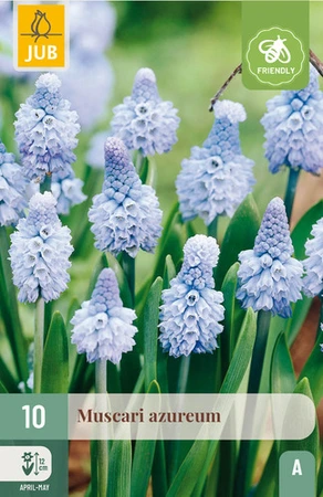 Muscari Azureum - 10 bloembollen