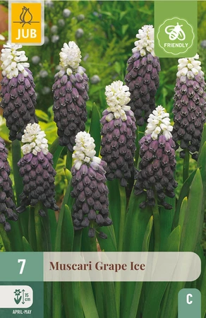 Muscari Grape Ice - 7 bloembollen