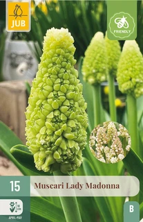 Muscari Lady Madonna - 15 bloembollen