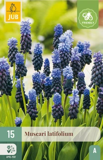 Muscari Latifolium - 15 bloembollen