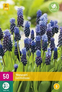 Muscari Latifolium - 50 bloembollen