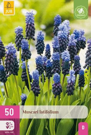 Muscari Latifolium - 50 bloembollen