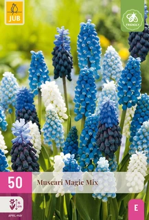 Muscari Magic Mix - 50 bloembollen