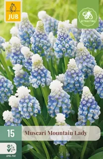 Muscari Mountain Lady - 15 bloembollen