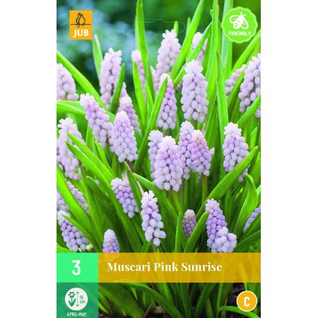 Muscari Pink Sunrise - 3 bloembollen