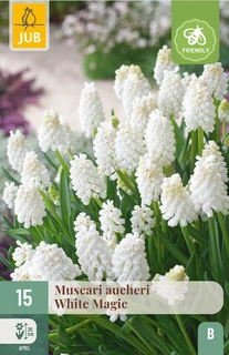 Muscari Aucheri White Magic - 15 bloembollen