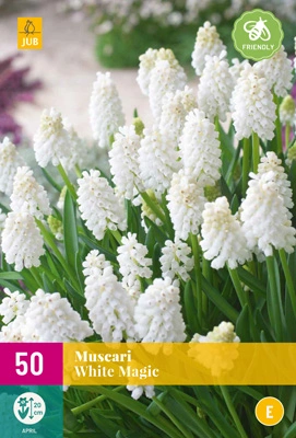 Muscari White Magic - 50 bloembollen