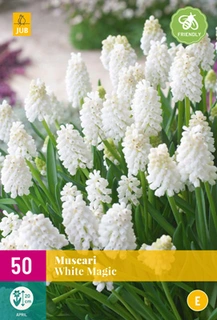 Muscari White Magic - 50 bloembollen