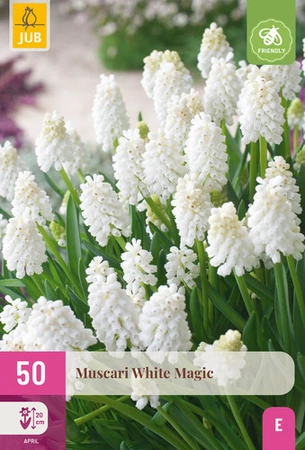 Muscari White Magic - 50 bloembollen