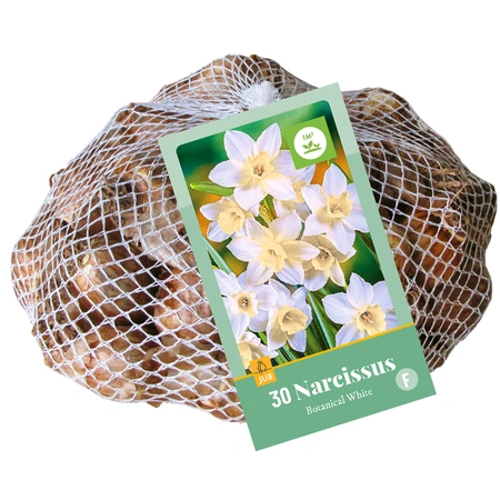 Narcissen Botanisch Wit - 30 bloembollen