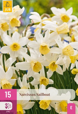 Narcissen Sailboat - 15 bloembollen