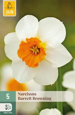 Narcissenbollen Barrett Browning - 5 stuks
