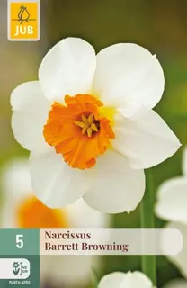 Narcissenbollen Barrett Browning - 5 stuks