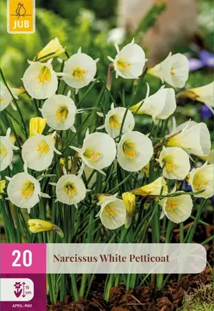 Narcissenbollen White Petticoat - 20 stuks