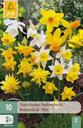 Narcissus botanisch Mix - 10 bloembollen