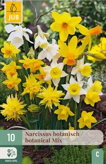 Narcissus botanisch Mix - 10 bloembollen
