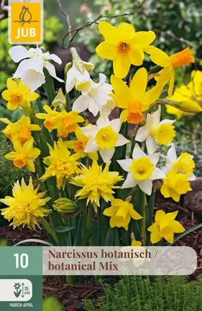 Narcissus botanisch Mix - 10 bloembollen