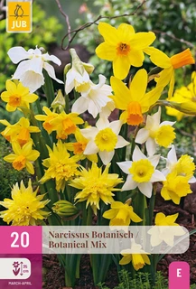 Narcissus botanisch Mix - 20 bloembollen