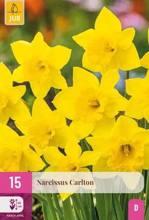 Narcissus Carlton - 15 bloembollen