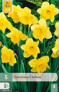 Narcissus Carlton