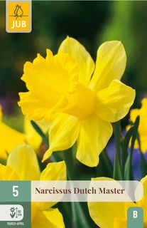 Narcissus Dutch Master - 5 bloembollen