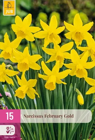 Narcissus February Gold - 15 bloembollen