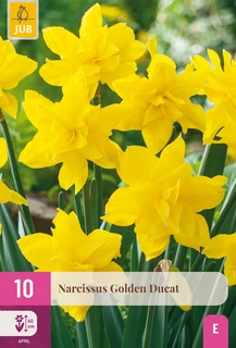 Narcissus Golden Ducat - 10 bloembollen