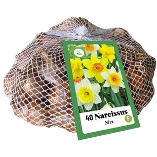 Narcissus Grootkronig Mix - 40 bloembollen